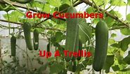 How To Train Cucumbers Up A Trellis