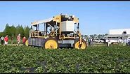 Strawberry Harvesting Robot Demonstration in Florida