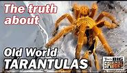 The Truth About Old World Tarantulas - A Discussion and Keeper's Guide