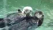 Otters holding hands
