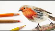 How To Draw Feathers with Colored Pencil