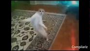 Funny Dancing Cats
