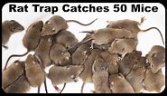 Catching 50 Mice, 2 Rats and A Chipmunk With An Incredible Italian Rodent Trap. Mousetrap Monday