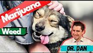 Did your dog eat weed?! Is your dog high? What it looks like if your dog eats weed and what to do?
