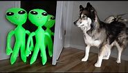Funny Aliens Prank Puppy with Invisible Wall!