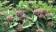 Learn to Grow: Common milkweed