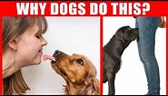 40 Strange Dog Behaviors Explained - Jaw-Dropping Facts about Dogs