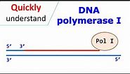 DNA polymerase I