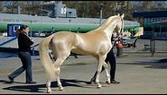 This rare and beautiful breed of horse has a stunning coat