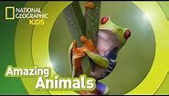 Red-eyed Tree Frog 🐸 | Amazing Animals