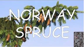 How to identify Norway spruce (Picea abies) | TREE ID #11