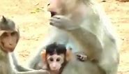 Broken Heart! Mom Monkey B_eat Her Baby Dante Crying Loudly For Help So Sad #cutemonkey #monkeys