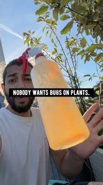 How to make a natural bug spray | creative explained