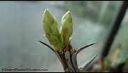 My Ocotillo cuttings update ( Fouquieria splendens )