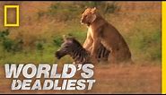 Lion's Killer Claws | World's Deadliest