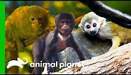 Cute and Adorable Primates | The Zoo