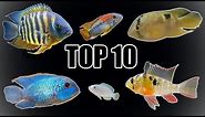 Top 10 Most "Peaceful" Cichlids