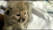 Cute Cheetah Babies - Cincinnati Zoo