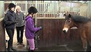How rehoming a rescue horse is both simple and rewarding