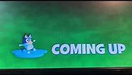 Disney Junior - Bluey Coming Up & 1 Now Bumper - Screen Bugs