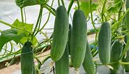 Cucumber Growing Stages (with Pictures): Plant Life Cycle & Timeline - FarmingThing.com
