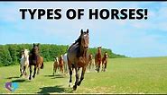 Types Of Horses