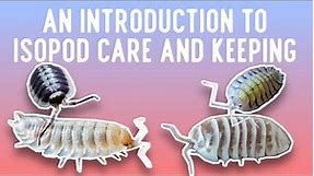A Breeder's Personal Guide to Isopod Care and Keeping
