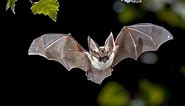 Bat Poop: What Does Bat Guano Look Like & What's It Used For?