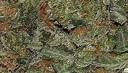 Sour Chem OG | Marijuana Strain Reviews