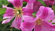 This Week's Featured Plant: Pink Mink Clematis | Gardening Simplified Show #shorts