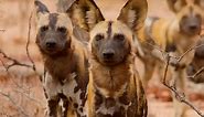 Protecting Africa's endangered wild dogs