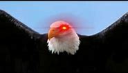 American Eagle screech (RAHHHHH🦅) tiktok sound effect (earrape)