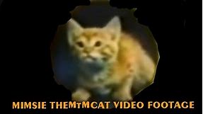 mimsie the Mtm cat video footage