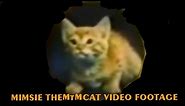 mimsie the Mtm cat video footage