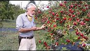 Akane apple trees: an excellent choice for the home grower