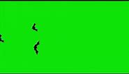 Cartoon Halloween Bats Flying through the screen on a Green Screen (HD EXCLUSIVE)