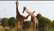 Funniest Giraffes Fighting Ever
