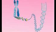 Animation 25.2 Structure of a chromosome