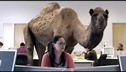 GEICO Hump Day Camel Commercial Happier than a Camel on Wednesday