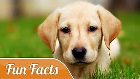 10 Fun Facts About Dogs
