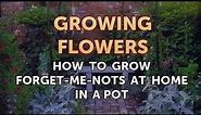 How to Grow Forget-Me-Nots at Home in a Pot
