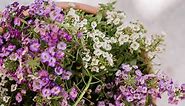 These 28 Spiller Plants Provide a Finishing Touch for Containers