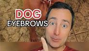 Dogs with Eyebrows #shorts