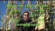 How to start sugar cane with a plastic bag and some paper
