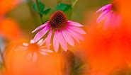 CREATIVE FLOWER PHOTOGRAPHY TIPS - Using Shallow Depth Of Field