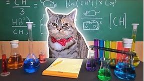 Recreating Cat Memes - Money Cat, Bread Cat & Chemistry Cat