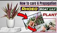 Grow and care guide for Rhoeo discolor/ Boat lily/ Oyster plant | an ornamental houseplant
