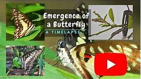 Watch A Stunning Timelapse Of A Butterfly Emerging From Its Cocoon