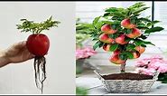 Great Technique For Grafting Apple Envy Growing fast with egg solution | How to grow apple tree