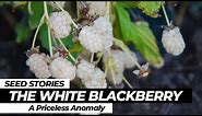 SEED STORIES | The White Blackberry: A Priceless Anomaly